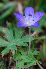 Geranium saxatile