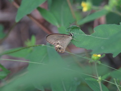 Hypocysta pseudirius