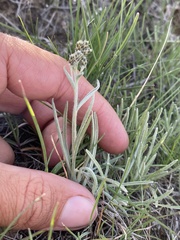 Antennaria stenophylla