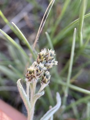 Antennaria stenophylla