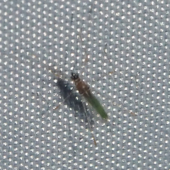 Gampsocoris pacificus