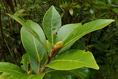 Laurus azorica