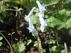 Corydalis lineariloba