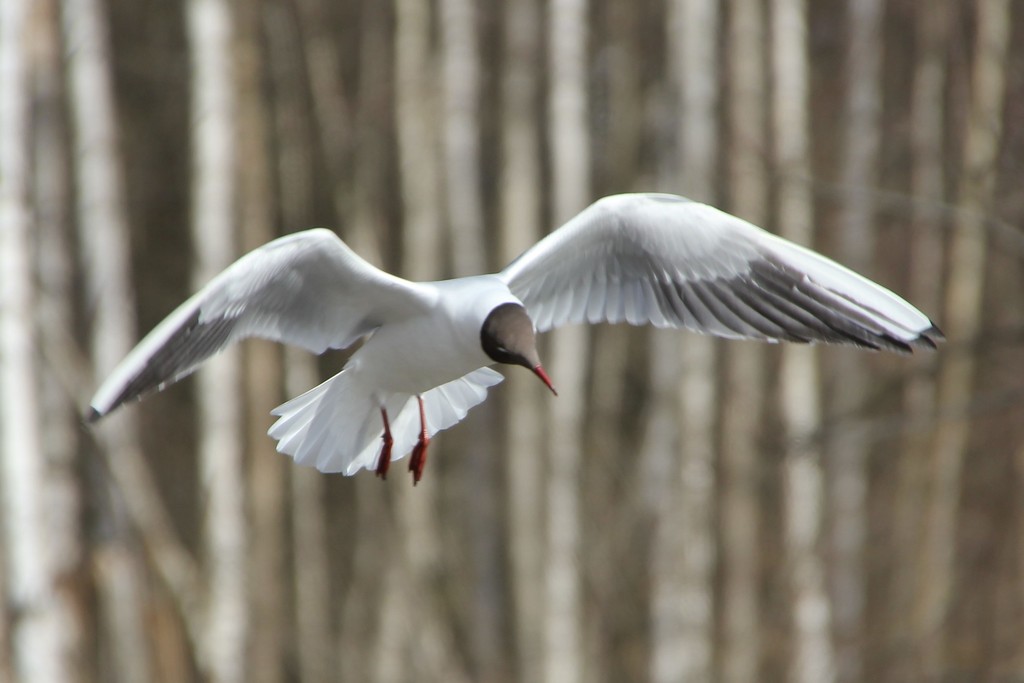 Mouette rieuse