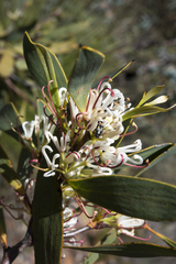 Hakea cyclocarpa