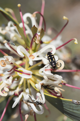 Hakea cyclocarpa