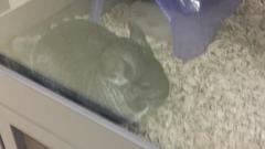 Chinchilla chinchilla