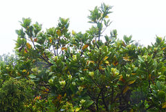 Laurus azorica