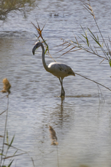 Phoenicopterus roseus
