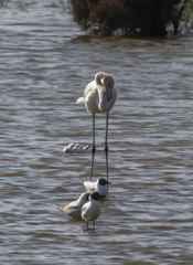 Phoenicopterus roseus