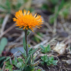 Erigeron aurantiacus