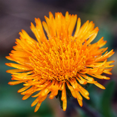Erigeron aurantiacus