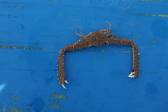 Parthenope longimanus