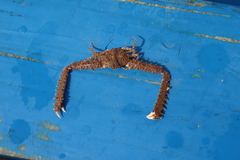 Parthenope longimanus