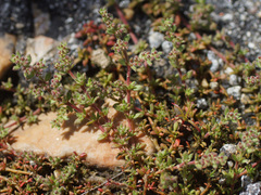 Herniaria lusitanica