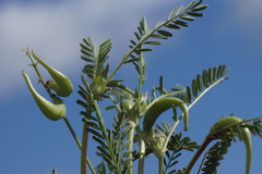 Astragalus cymbaecarpos