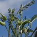 Astragalus cymbaecarpos - Photo (c) Felix Riegel,  זכויות יוצרים חלקיות (CC BY-NC), הועלה על ידי Felix Riegel