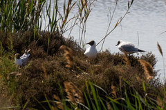 Chroicocephalus ridibundus