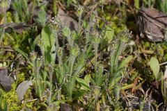 Plantago bellardii