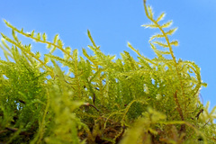 Scleropodium cespitans