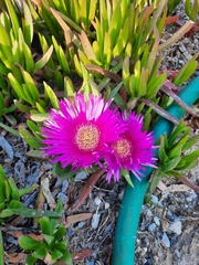 Carpobrotus