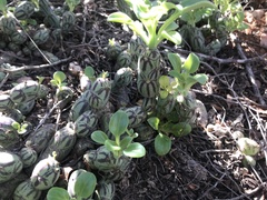 Baculellum articulatum