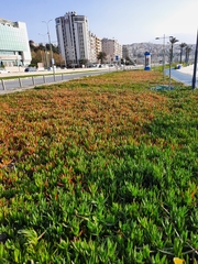 Carpobrotus