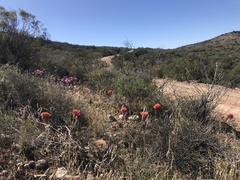 Haemanthus