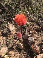 Haemanthus