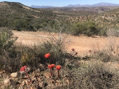 Haemanthus