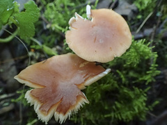 Collybia eucalyptorum