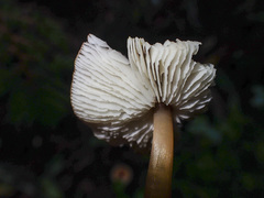 Collybia eucalyptorum