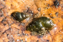 Potamopyrgus antipodarum