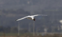 Chroicocephalus ridibundus