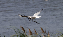 Chroicocephalus ridibundus