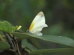 Elodina