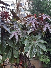 Ricinus communis