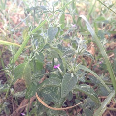 Dicliptera peduncularis