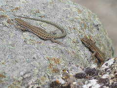 Podarcis guadarramae guadarramae