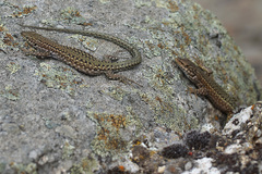 Podarcis guadarramae guadarramae