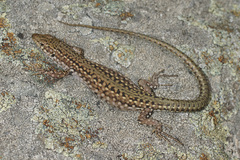 Podarcis guadarramae guadarramae