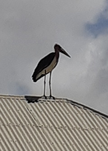 Marabou Stork