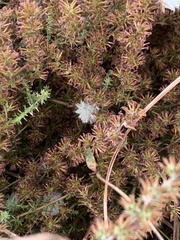 Asparagoideae