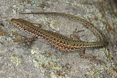Podarcis guadarramae guadarramae