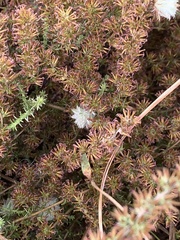Asparagoideae