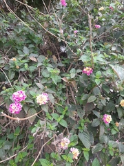 Lantana camara