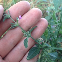 Dicliptera peduncularis