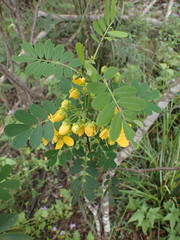 Senna gaudichaudii