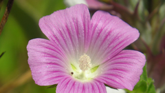 Malva punctata