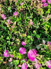 Trifolium